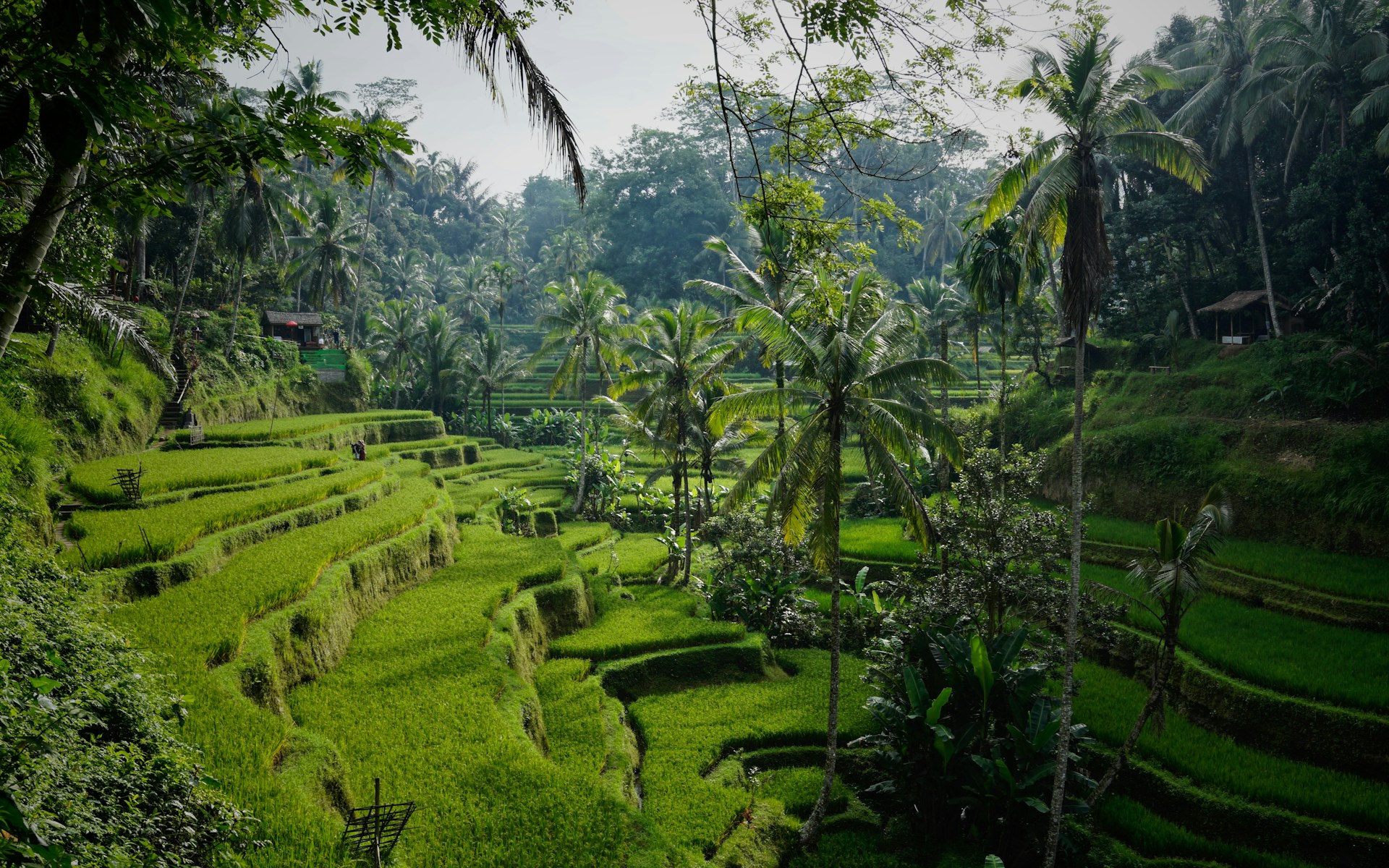 Bali — story 1